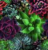 Tapet decorativ, Marburg floral, living, Profi Smart Art Aspiration, 46701