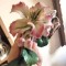 Bibelou decor crini nu se trimite ramburs