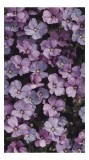 Tablou Canvas, "Misterul florilor violet &icirc;n floriere", Flori, Violet, Petale, Natură, Primăvară, Delicat, Frumusețe, Abundență, Textură, Culoare, 26 x