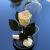 Trandafir Criogenat multicolor deschis &Oslash;6,5cm 10x20cm