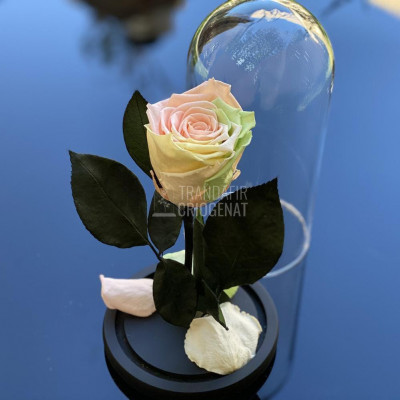 Trandafir Criogenat multicolor deschis &amp;Oslash;6,5cm 10x20cm foto
