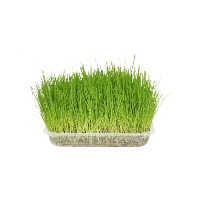 IARBA PISICII FLAMINGO (SEMINTE) foto