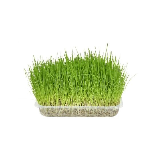 IARBA PISICII FLAMINGO (SEMINTE)