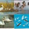 bnk cp Lot 15 carti postale fauna - pasari - necirculate