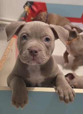 American Bully Standard foto