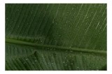 Tablou Canvas, "Picături de ploaie pe frunză verde", Frunze, Verde, Picături, Natură, Textură, Umiditate, Prim-plan, Plante, Proaspăt, Răcoare, 39 x 2