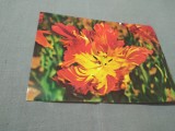 Cumpara ieftin CARTE POSTALA --FELICITARE NECIRCULATA