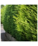 Chiparos Leylandii vede deschis , gard viu, Oem