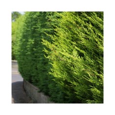 Chiparos Leylandii vede deschis , gard viu