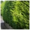 Chiparos Leylandii vede deschis , gard viu