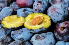 Vand tuica naturala de prune foto