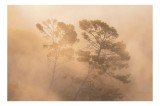 Tablou Canvas, "Copaci &icirc;nvăluiți de ceață aurie", Copaci, Ceață, Lumină, Atmosferic, Natură, 39 x 26 cm, CMCLASS