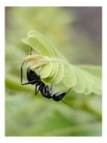 Tablou Canvas, "Furnica și frunza misterioasă de primăvară", Furnică, Frunză, Natură, Verde, Microscopic, Detaliu, Viață, Insectă, Strategie, Explorar