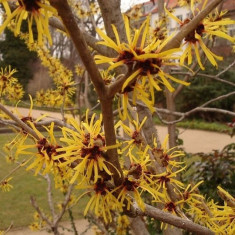 Alunul Vrajitoarelor ( hamamelis virginiana ) foto