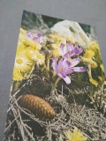 Cumpara ieftin CARTE POSTALA --FELICITARE NECIRCULATA