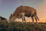 Tablou Canvas, "Vaca pășun&acirc;nd la apusul soarelui", Vacă, Apus, Iarbă, Fermă, Cer, Natură, Peisaj., 39 x 26 cm, CMCLASS