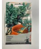 Seminte Leustean 0,5 g., Oem