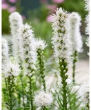Liatris Spicata Alba, 7/8, Alb, bulbi, Oem