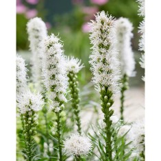 Liatris Spicata Alba, 7/8, Alb, bulbi