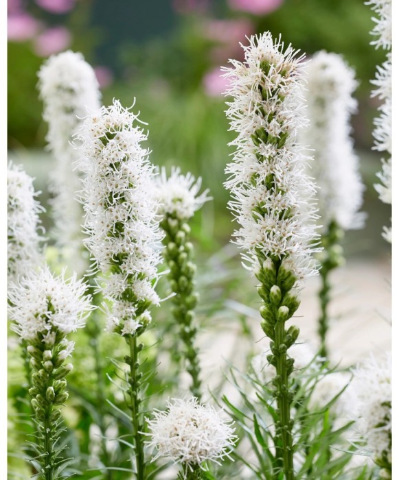 Liatris Spicata Alba, 7/8, Alb, bulbi