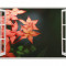 Autocolant decorativ, Fereastra, Arbori si flori, Multicolor, 83 cm, 588ST