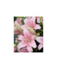 Bulb Crin Lilium Brindisi Roz, Calibru 16/18 - Un Bulb de Crin Parfumat pentru Gradina Ta