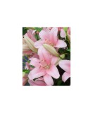 Crin, Lilium Brindisi,16/18, Roz, 1 bulb, Oem