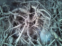 Radacina schinduc de pus in palinca foto