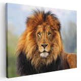 Tablou leu african Tablou canvas pe panza CU RAMA 60x80 cm