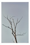 Tablou Canvas, "Silueta unui copac &icirc;n amurg liniștit", Copac, Cer, Ramuri, Uscat, Simplu, Natură, Minimalism, Siluetă, 26 x 39 cm, CMCLASS