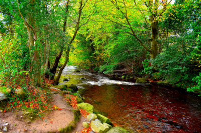 Fototapet R&amp;acirc;ul din padurea verde, 300 x 200 cm foto