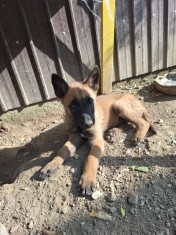 V&acirc;nd căței Malinois