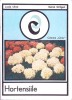 Hortensiile - Lucia Litan - Ceres 1974 - Carte Biologie, Botanica - Limba Romana - Stare Buna