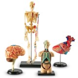 Set machete - Anatomie PlayLearn Toys