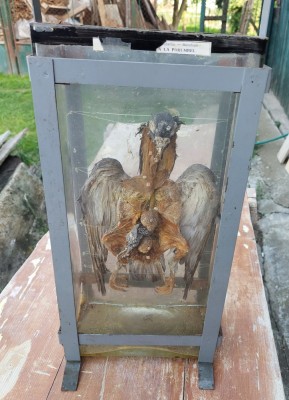 Taxidermie,Porumbelul cu partile componente numerotate.Material didactic. foto