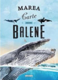 Marea carte despre balene, flamingo