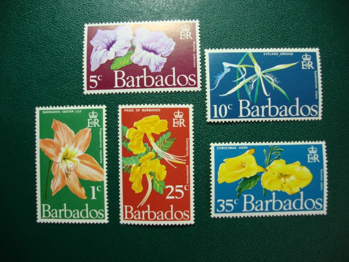 BARBADOS FLORI MH
