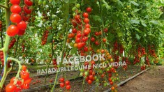 Vand Rasad | Rasaduri Rosii Cherry si Diverse Specialitati