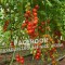 Vand Rasad | Rasaduri Rosii Cherry si Diverse Specialitati 2024