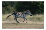 Tablou Canvas, "Zebra alerg&acirc;nd pe c&acirc;mp deschis", Zebră, Alergare, Viteză, Natură, Savana, Dungi, Libertate, Energie, 39 x 26 cm, CMCLASS