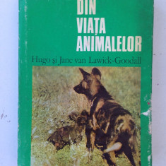 Din viata animalelor/Hugo*Jane van Lawick-Goodall/limba romana