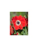 Anemone, Coronaria Hollandia, Rosu, 5/6, 1 Bulb