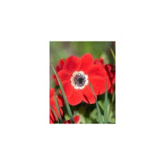 Anemone, Coronaria Hollandia, Rosu, 5/6, 1 Bulb