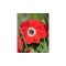Anemone, Coronaria Hollandia, Rosu, 5/6, 1 Bulb