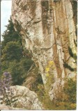 @carte postala(ilustrata) -ALBA-Alpinism in Apuseni