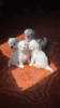Bichon Maltez
