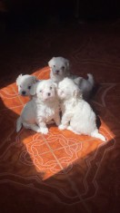 Bichon Maltez