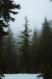 Tablou Canvas, "Pădurea liniștită &icirc;n ceață misterioasă", Cedri, Ceață, Liniște, &Icirc;ntunecime, Pădure, Mister, Frig, Iarnă, Natură, &Icirc;nălțime, 26 x 39 cm,