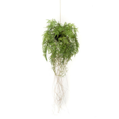 Emerald Ferigă artificială suspendată cu rădăcini, 35 cm foto