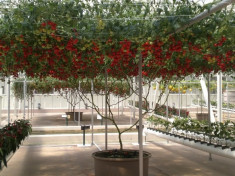 Seminte de rosii OCTOPUS TREE - 10 seminte pentru semanat foto